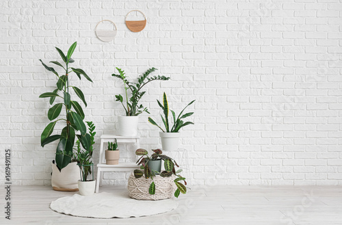 Different houseplants and s...