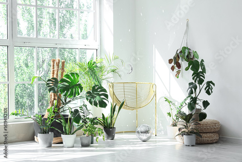 Different houseplants with ...