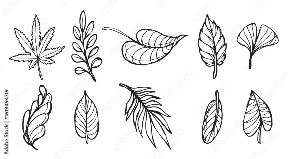 Obraz premium Japanese Maple vector