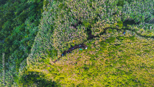 Stunning overhead image of showcasing a natural transition from thick jungle canopy to windswept grassy slopes in a biodiverse tropical region.