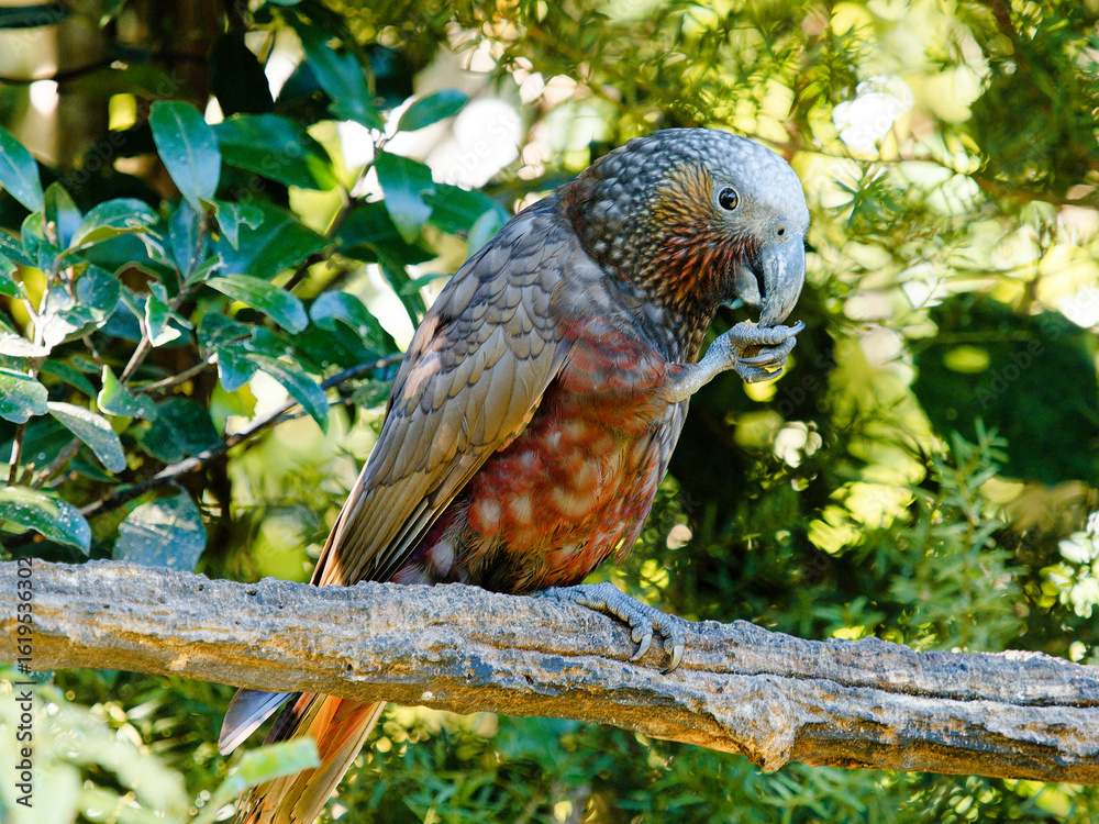 Fototapeta premium native kākā in New Zealand bush