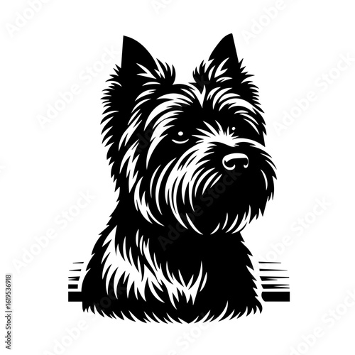 Black and White Cairn Terrier Dog Portrait.