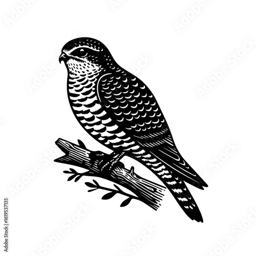 Black and White Illustration of a Bird of Prey.