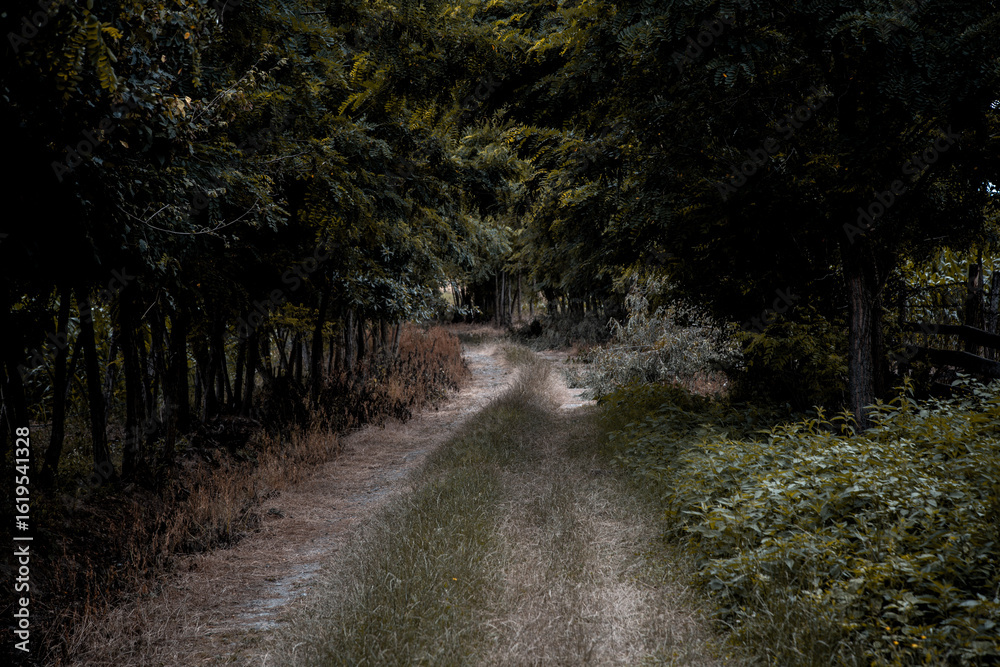 Obraz premium Secret Path: Forest Adventure