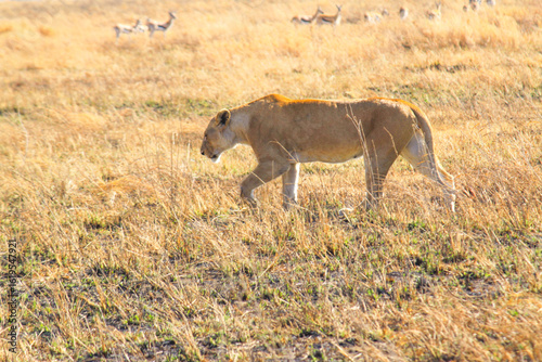 Ngorongoro lions: Crater's regal residents