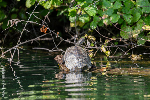 Turtle on fallen tree in Veleka river