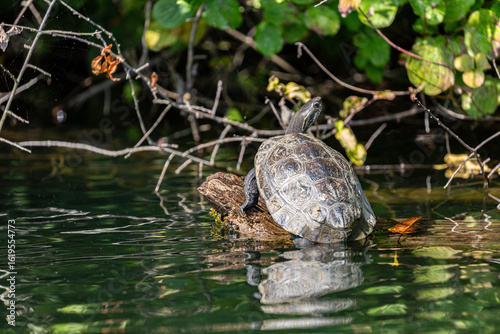 Turtle on fallen tree in Veleka river