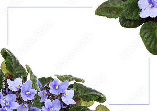 Violet flowers and leaves i...