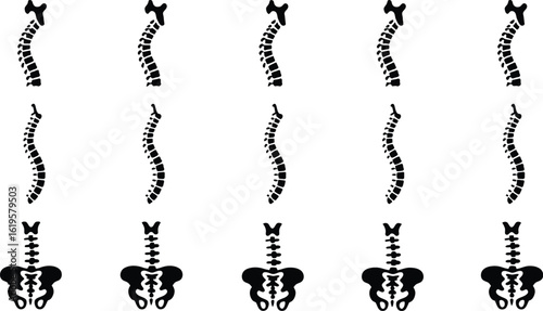 Spinal column variations