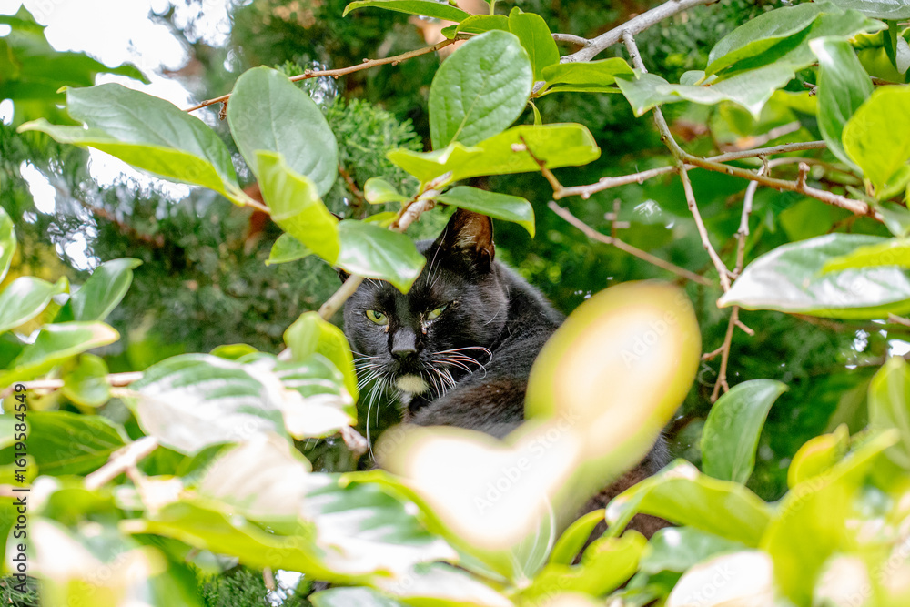Obraz premium camouflaged green eyed feral cat surrounded by trees