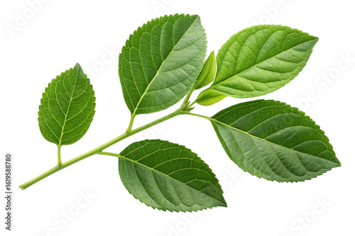 Green hydrangea leaves branch isolated on transparent background