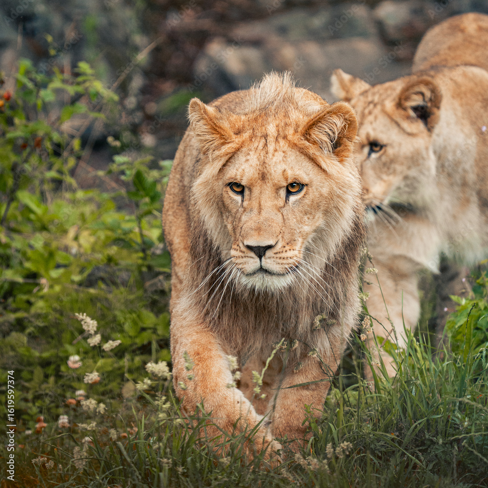 Fototapeta premium Lions in Kristiansand Dyrepark in southern Norway