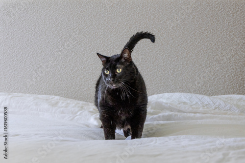 fat black cat stands on bed