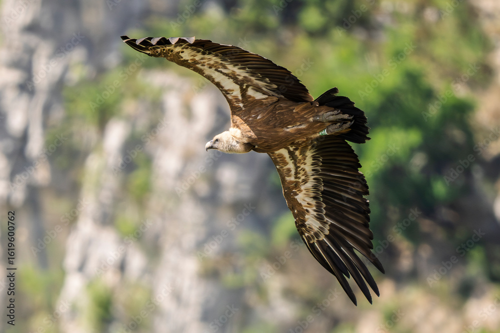 Fototapeta premium griffon vulture in flight in a French valley