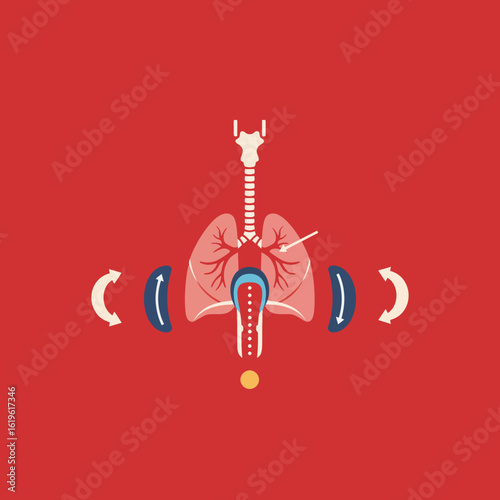 Breathing exercise illustration lungs diaphragm  awareness