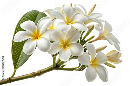 White plumeria flowers with green leaves isolated on transparent background