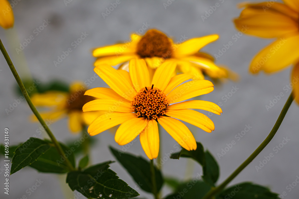 Fototapeta premium Bright Yellow Helenium Flower on Green Background — Summer Wildflower Close-Up