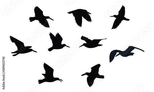 Flying American oystercatcher bird Silhouette Design  And Vector Illustration. 