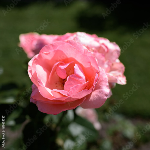 Pink rose.