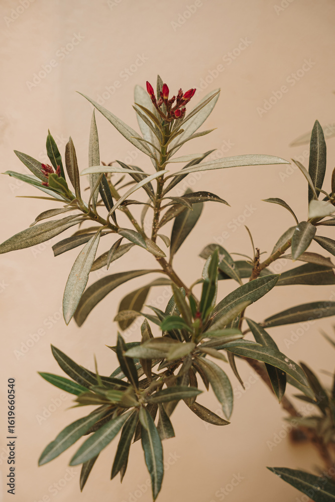 Fototapeta premium Close-Up of Green Plant with Red Flower Buds