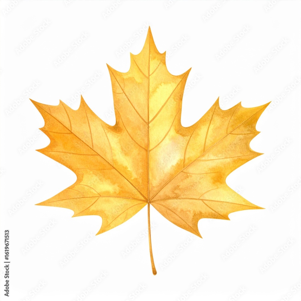 Watercolor Style Golden Maple Leaf on White Background with Detailed Veins Watercolor Style Golden Maple Leaf on White Background with Detailed Veins