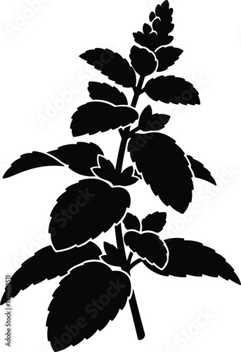 Silhouette Melissa officinalis branch plant silhouette vector Illustrator