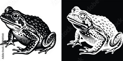 Intricate black and white toad illustration showcases amphibian beauty in contrasting light
