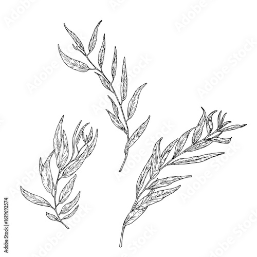 Willow branch with graceful thin leaves, set of silhouette sketches. Vector illustration. Eucalyptus branches isolated on white background. Botanical illustration. For design of cards and invitations.
