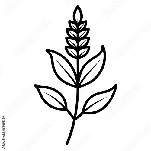 anise hyssop line art on-white-background