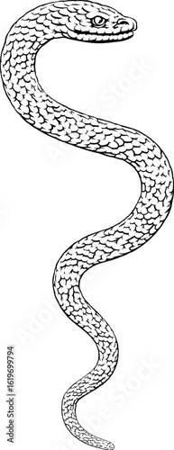 Snake coiled serpent, origi...