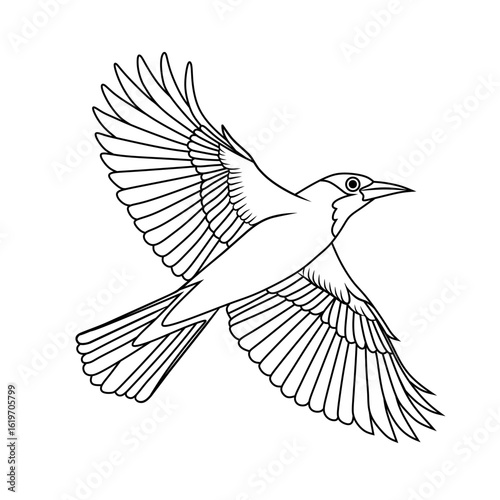Detailed line art of a flying Black Naped Oriole. Perfect for coloring pages, bird lovers, and educational or nature-themed designs. Elegant wings and smooth outlines.