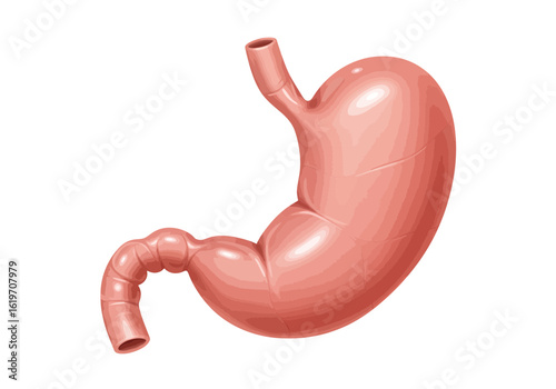Detailed stomach anatomy illustration for medical education and healthcare marketing resources projects now