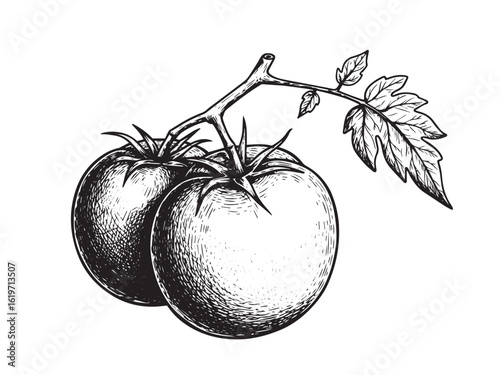 Vintage tomato drawing for farmer's market label culinary branding and rustic kitchen illustrations