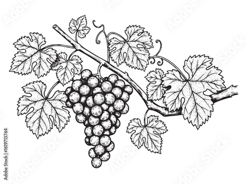 Detailed grapevine engraving for wine packaging fruit market prints and artisanal food branding