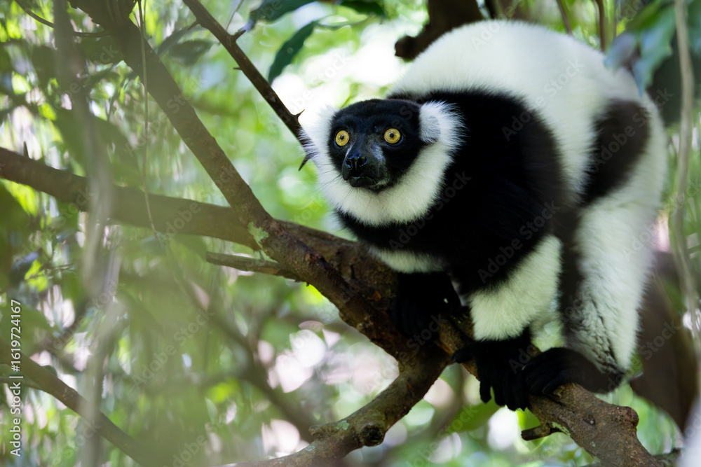Obraz premium a ruffed lemur close up