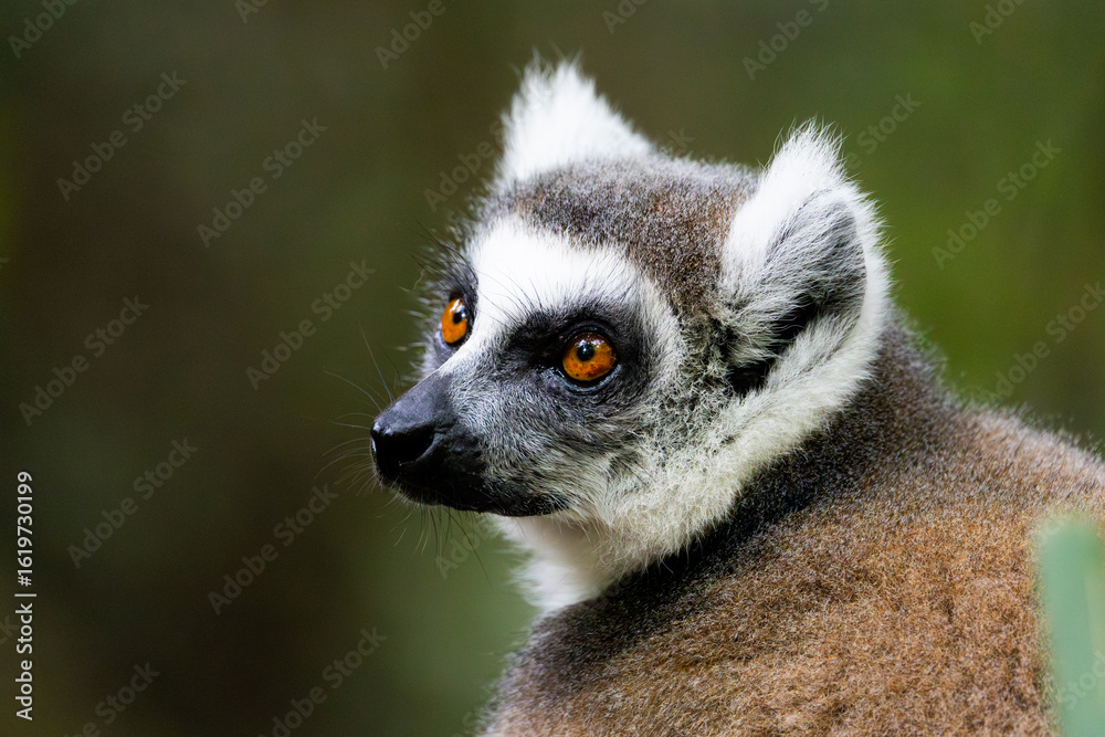 Obraz premium a close up portrait of a ringtailed lemur