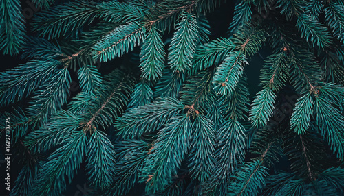 Close up of lush green pine tree branches with needles. Nice fir branches. Close up. Wonderful background for your text. Christmas decoration. Winter holidays mood of Christmas tree branches.