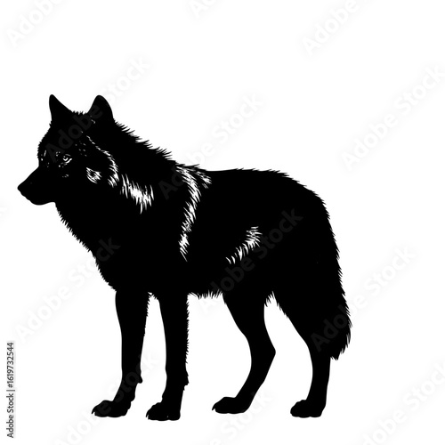 Wolf with a long tail, black and white sketch. Vector illustration. A predatory forest animal, isolated on a white background.