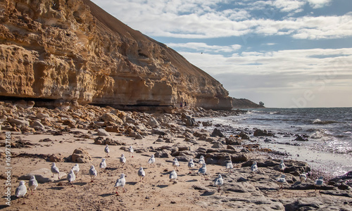 Seagulls on rocky beach below sandstone cliffs at coastline of South Australia with waves and cloudy sky