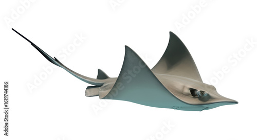 Obraz na płótnie Isolated Stingray Swimming
