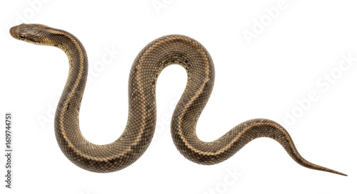 Isolated Garter Snake on White Background
