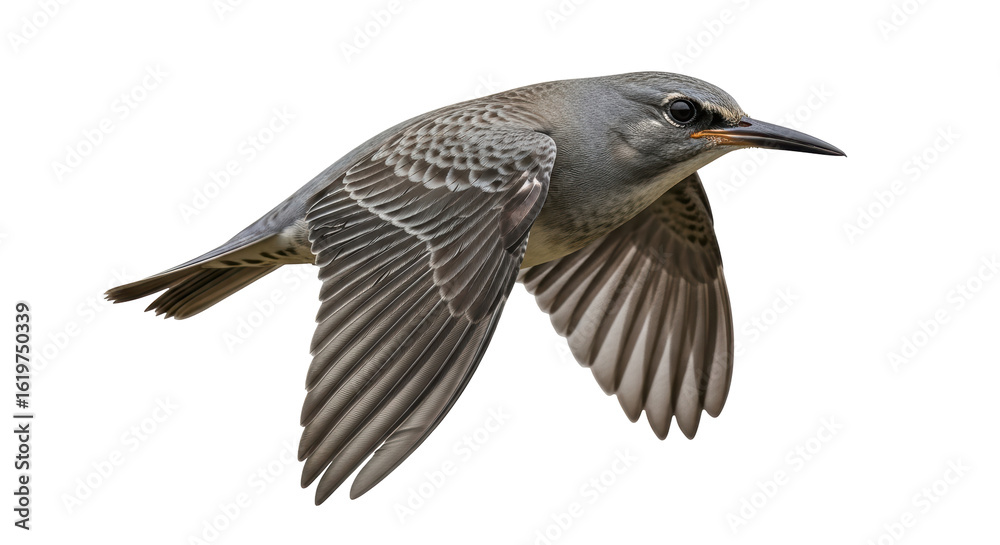 Obraz premium Isolated Flying Bird