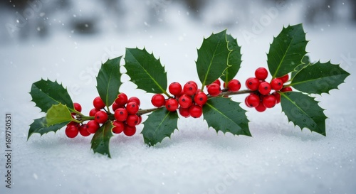 Holly Branch with Berries Laying on Snow Background