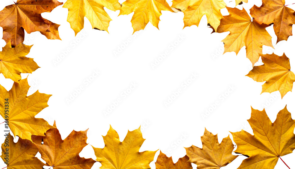 Fototapeta premium Colorful maple leaves on a white background
