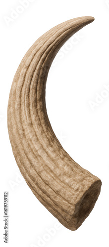 Pleistocene musk ox horn core with ridged surface and curved silhouette