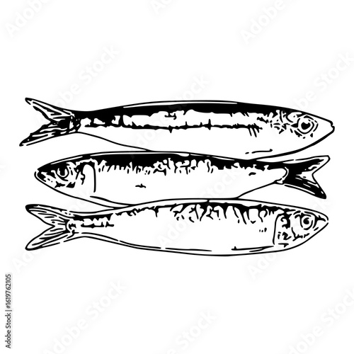 three sardines fish vector illustration