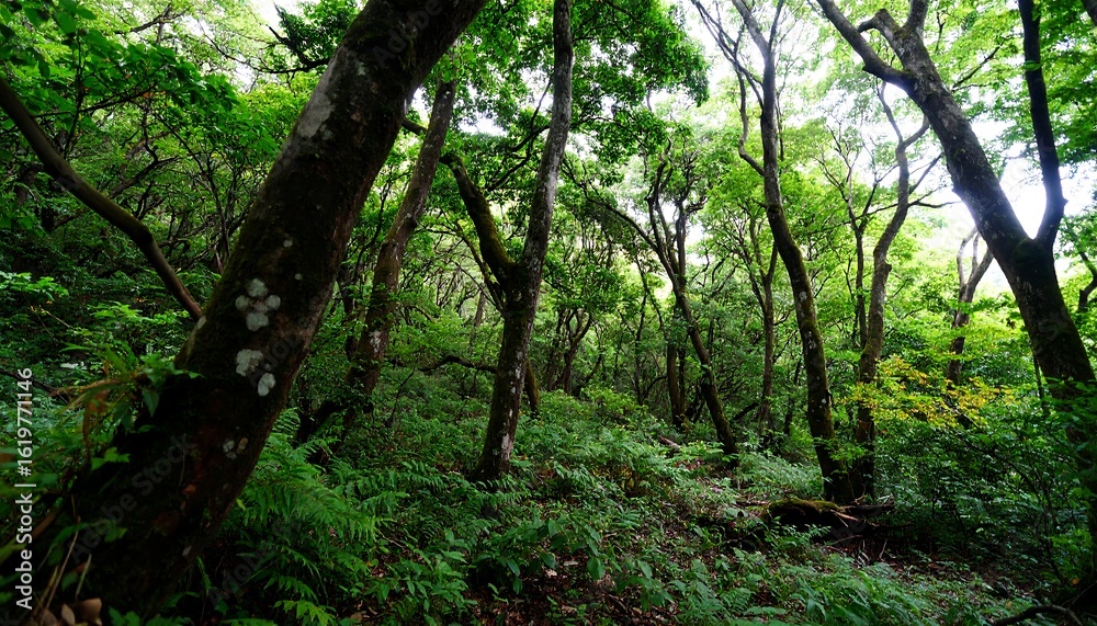 Naklejka premium Lush forest canopy