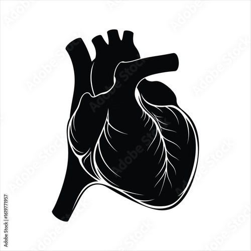 Black silhouette of a human heart with white vein details