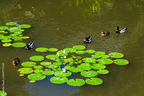 Top view of several ducks swimming gracefully in a pond filled with vibrant green lotus leaves and blooming water lilies.