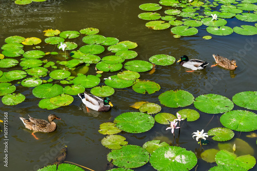 Top view of several ducks swimming gracefully in a pond filled with vibrant green lotus leaves and blooming water lilies.